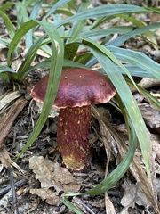 Exsudoporus