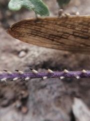 Schistocerca cancellata