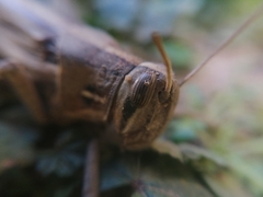 Schistocerca cancellata