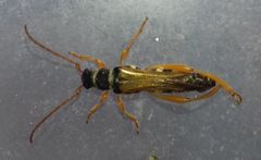 Stenopterus flavicornis