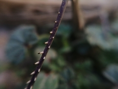 Schistocerca cancellata