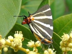 Panthiades bathildis