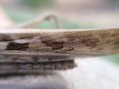 Schistocerca cancellata