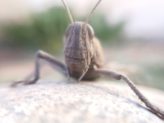 Schistocerca cancellata