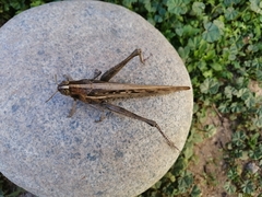 Schistocerca cancellata