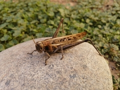 Schistocerca cancellata