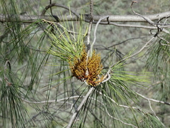 Arceuthobium campylopodum