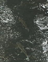 Catostomus macrocheilus