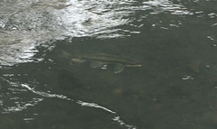 Catostomus macrocheilus