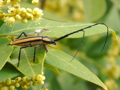 Sphaenothecus trilineatus