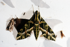 Eumorpha strenua