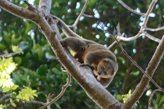 Sulawesi Bear Cuscus photo 4