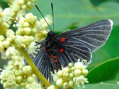 Melanis cephise