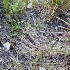 Eragrostis elliottii