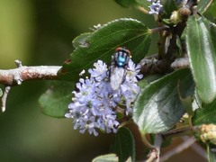 Compsomyiops callipes