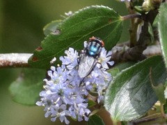 Compsomyiops callipes