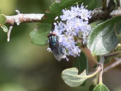 Compsomyiops callipes