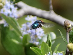 Compsomyiops callipes