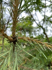 Diprion pini