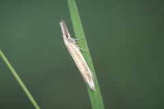 Pleurota pyropella