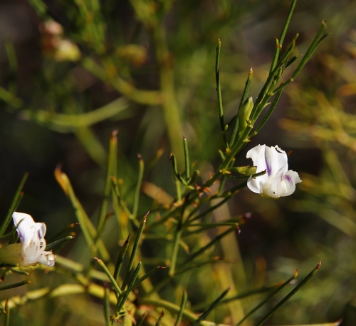 Cedarberg Fountainbush (Psoralea oreopola)