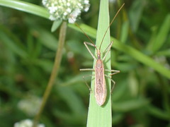 Zelus cervicalis