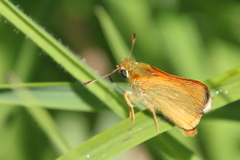 Ochlodes sylvanus