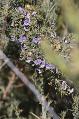 Psoralea verrucosa