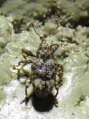 Conotrachelus albicinctus