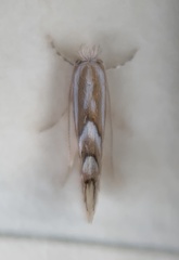 Phyllonorycter ostryaefoliella