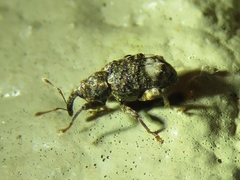 Conotrachelus albicinctus