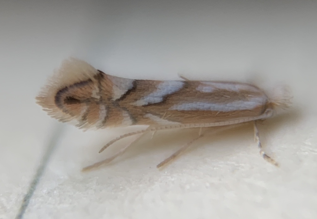 Wrinkled Hophornbeam Blotch Miner Moth