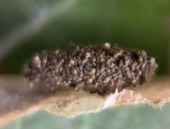 Phyllonorycter ostryaefoliella