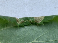 Phyllonorycter ostryaefoliella