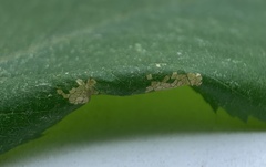 Phyllonorycter ostryaefoliella