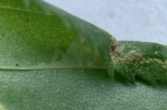Phyllonorycter ostryaefoliella