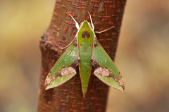 Xylophanes chiron nechus