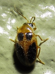 Sacodes pulchella