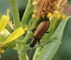 Chrysanthia geniculata