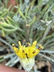 Hymenopappus filifolius lugens