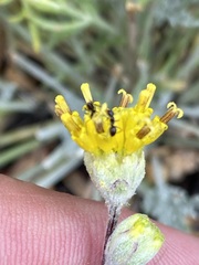 Hymenopappus filifolius lugens