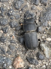 Dorcus parallelipipedus