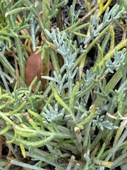 Hymenopappus filifolius lugens