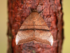Ophisma