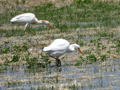 Bubulcus ibis