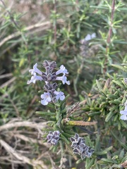 Salvia brandegeei