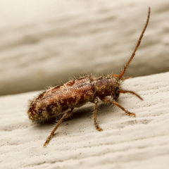 Eupogonius tomentosus