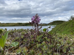 Pedicularis lanata