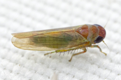 Coccineasca coccinea