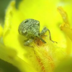 Curculioninae